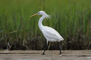 Yoltering heron Yoltering heron